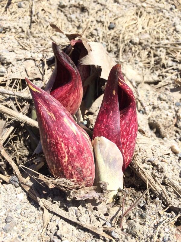 The flowers of the skunk cabbage, pictured above, will soon be followed by a green spike that will uncurl to reveal the broad, bright green leaves of the main plant. skunk cabbage flower