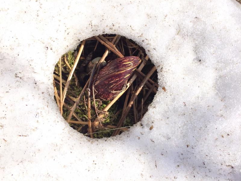 The skunk cabbage is capable of generating enough heat to melt its way through the snow. skunk cabbage, snow