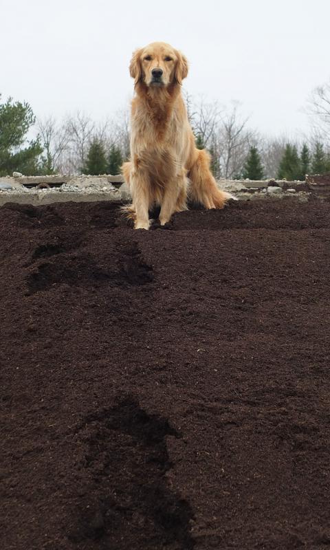 Remy, a two-year-old Golden Retriever, is the top dog at Seasons Downeast. He’ll greet you with his tail wagging and follow you around the grounds. He’s especially at home on top of the compost pile. As good will ambassador, there is none better.