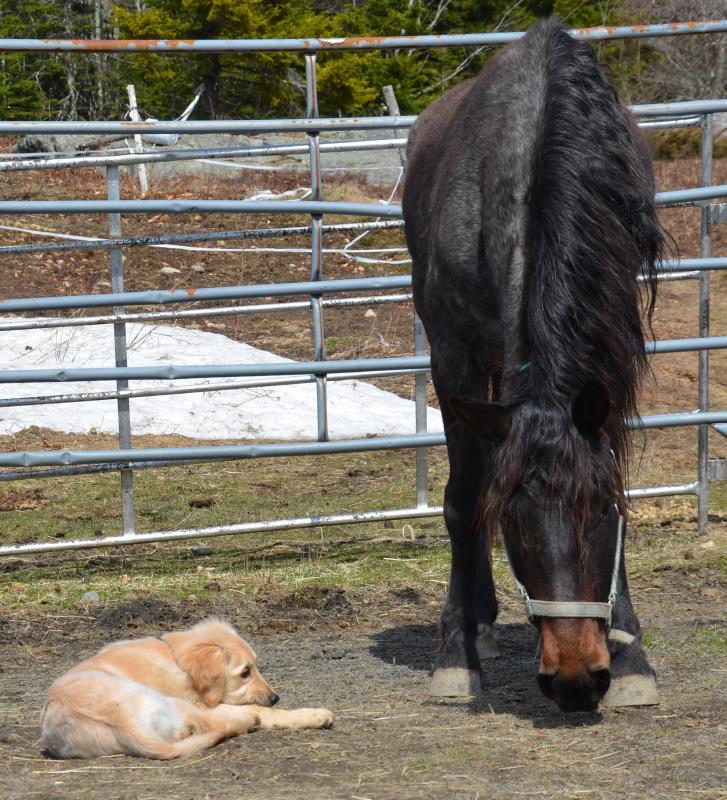 Freedom is curious about the puppy, lowering her head to smell the dog. (Photo by Lynda Clancy)