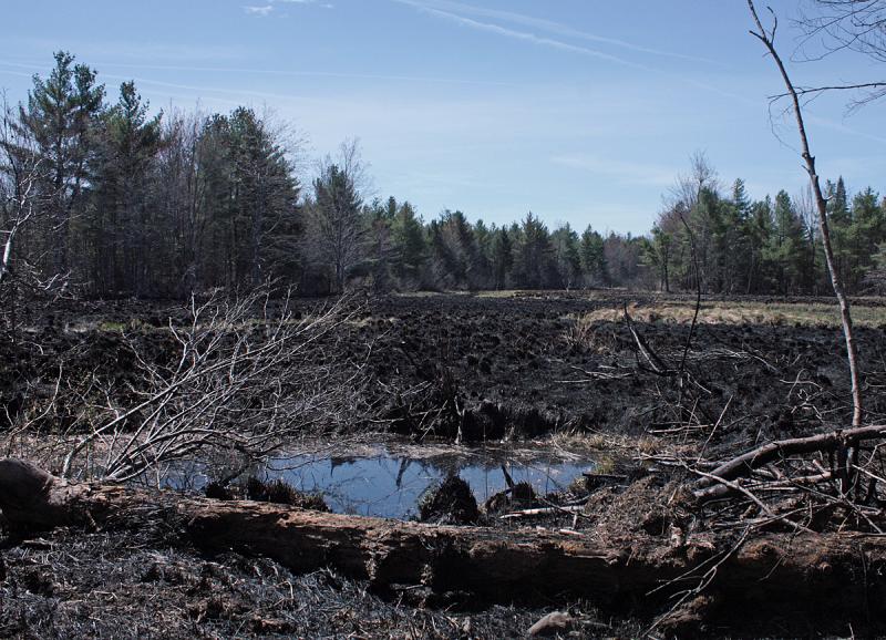 Fire swept across this bog along Jackson Road, but failed to jump to the other side Thursday. (Photo by Holly S. Edwards)