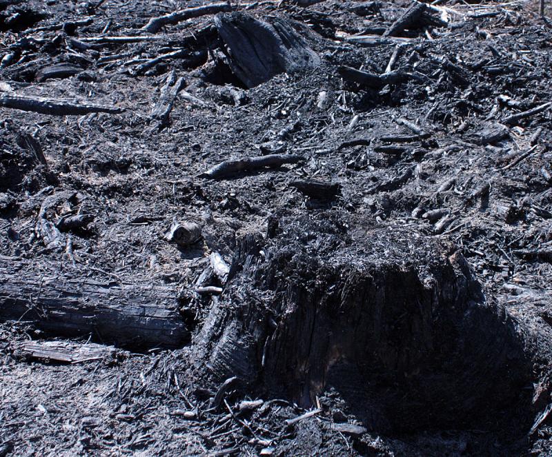 Fire smoldering inside tree stumps, like this one, caused some flareups when fanned by winds Saturday, keeping firefighters busy during the second day chasing hot spots. (Photo by Holly S. Edwards)
