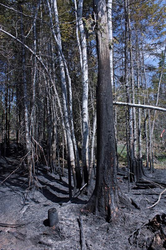 Some trees were left charred half-way up their trunks, while others were scorched to their tops. (Photo by Holly S. Edwards)