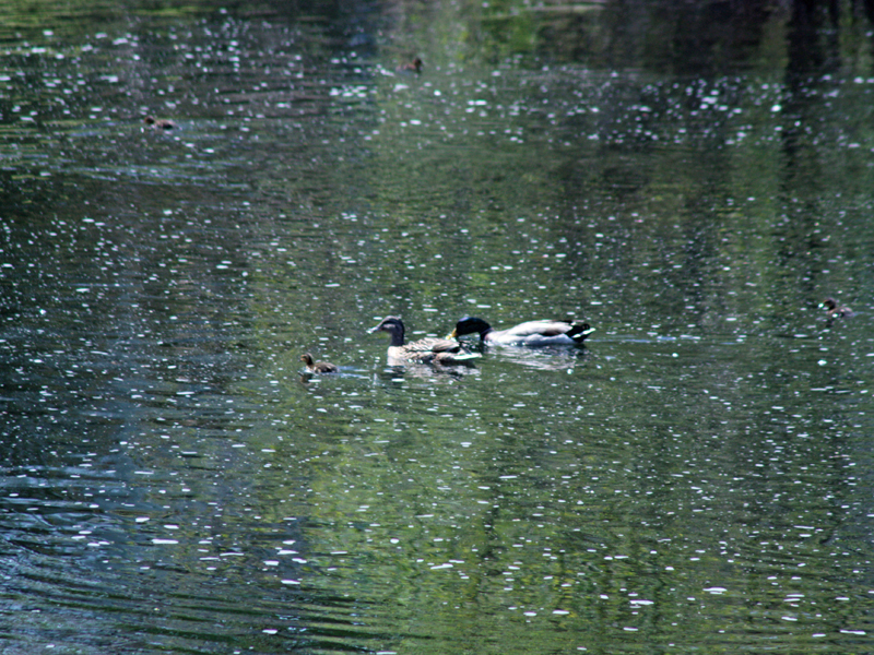 The female and male pair of mallard ducks on the Knox Mill pond with their ducklings Monday. (Photo by Holly S. Edwards)