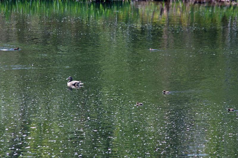The 10 newly hatched mallard ducklings chase bugs, pollen and their shadows during swim lessons Monday. (Photo by Holly S. Edwards)