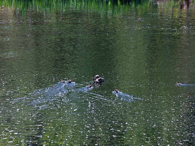 Following the leader, a handful of the ducklings makes a dash for the safety of mom in a burst of energy and little waves. (Photo by Holly S. Edwards)
