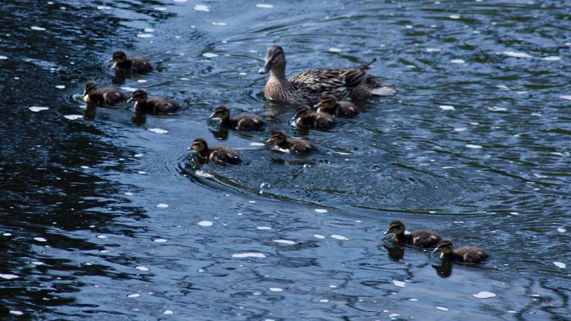 (Photo by Holly S. Edwards)