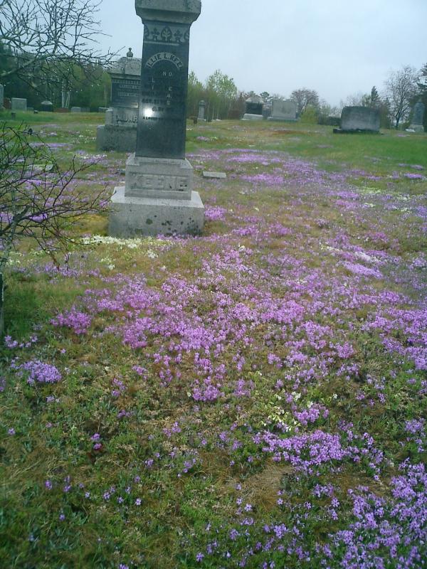 Willie Keene’s grave is a riot of color this time of year.
Photo by Diane O’Brien maplewood