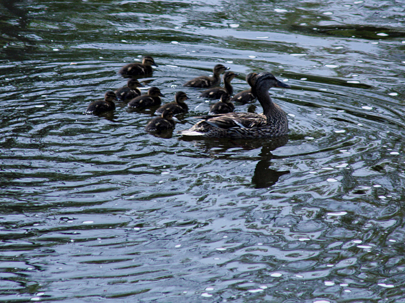 A female mallard tends her clutch of 10 ducklings, which hatched over the weekend along the shore of the Knox Mill pond on Mechanic Street. (Photo by Holly S. Edwards)