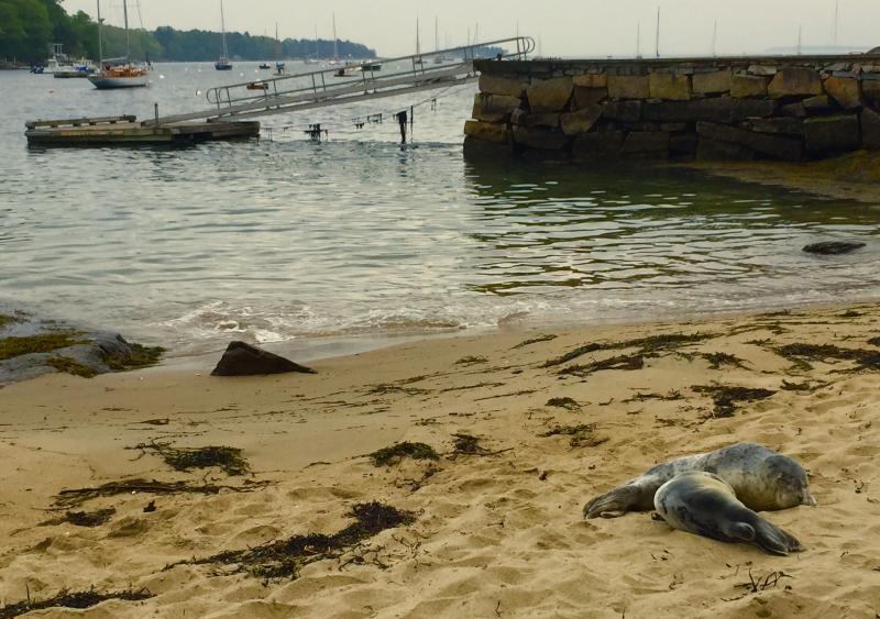 Two Harbor Seal pups are hanging out on Goodie’s Beach this morning in Rockport, May 28. The beach is closed to people and dogs. (Photo by Lynda Clancy)