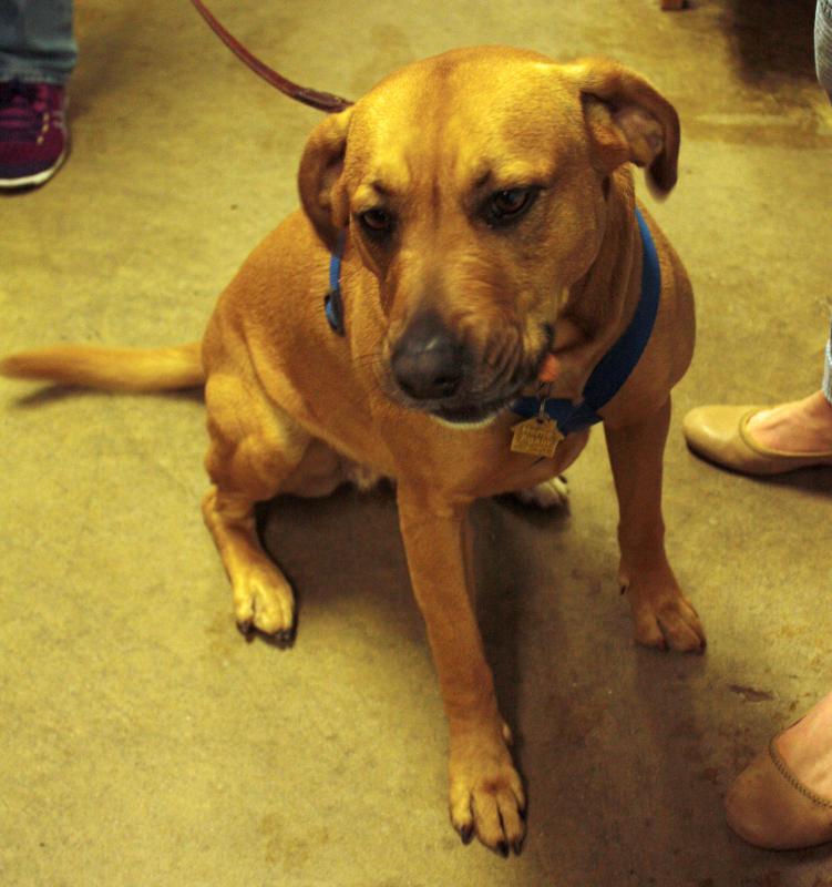 Maebel is a hound mix and she is available for adoption, walks and even slumber parties! (Photo by Holly S. Edwards)