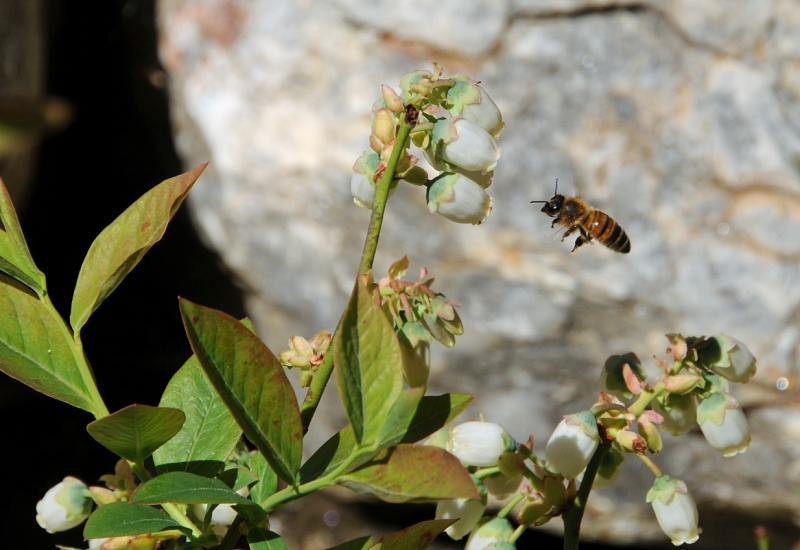 Honeybee flying toward a blueberry blossom. (Photo by Charles Gale)
