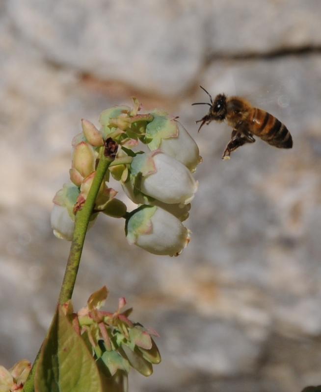 Honeybee flying toward a blueberry blossom. (Photo by Charles Gale)