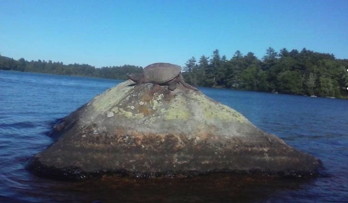 A humongous snapper snoozes on Coleman Pond.
Photo thanks to Liz Hand turtle