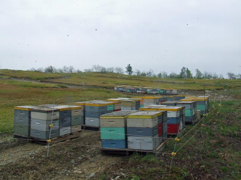 Commercial beehives at R.T. Allen and Sons field on Vienna Mountain in Mount Vernon. (Courtesy Dave Smith/Sparky’s Apiary)
