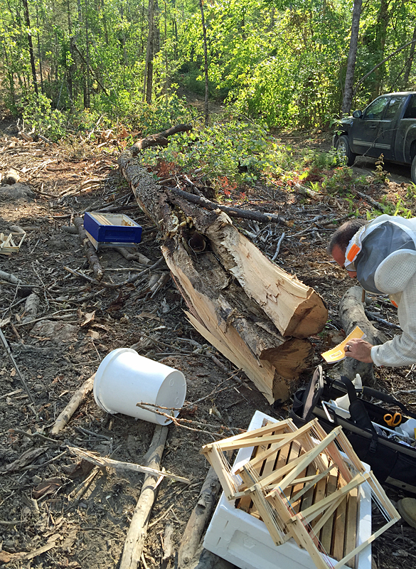 The tree that Glenn Barbour felled on his woodlot, that holds a wild honeybee colony. (Photo by Holly S. Edwards)