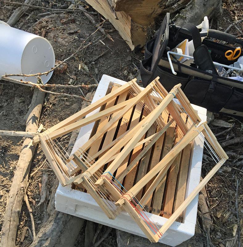 Empty wood frames, which will be the foundation upon which the honeybees live inside a new hive, ready to have honeycomb cut from the tree added to them. (Photo by Holly S. Edwards)