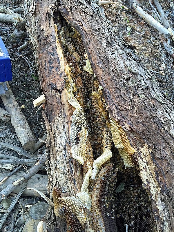 When the tree came down, portions of the hive inside collapsed and were crushed, but we were able to salvage about five frames of honeycomb, some with older capped brood, ready to hatch if they didn’t get too cold from the exposure. (Photo by Holly S. Edwards)