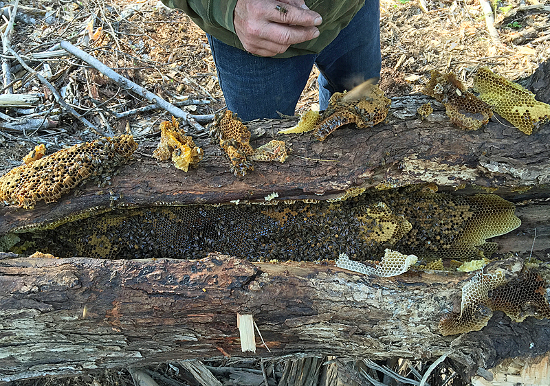 Glenn Barbour learns that drone (male) honeybees don’t sting, and he let this one sit on his hand for a quite a while. Barbour became a convert about honeybees and learned a lot as he stayed with us during the three-hour cutout we did to save this colony on his woodlot in Waldoboro. (Photo by Holly S. Edwards)