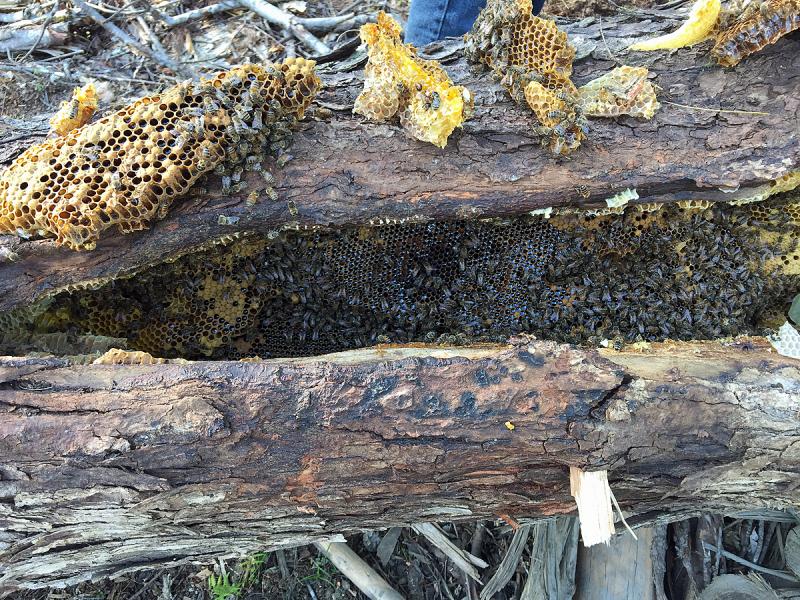 There are lots of bees to wrangle, without smoke, but they were also gentle and nobody got stung during the three hours spent moving them from inside the downed tree to a hive box. (Photo by Holly S. Edwards)