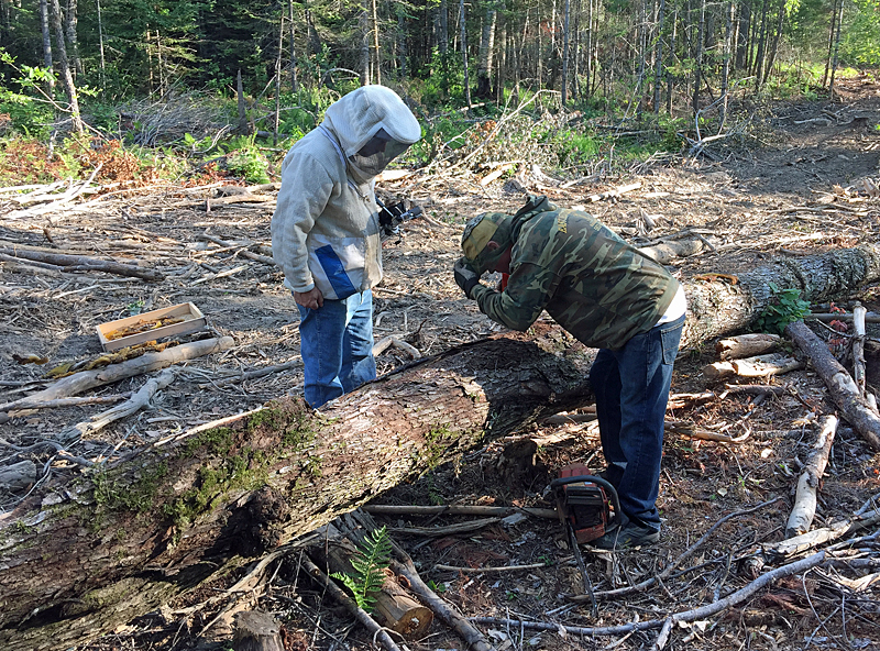 Glenn Barbour, right, and Dave Edwards talk about where the cut the tree to access the remaining colony up inside. (Photo by Holly S. Edwards)