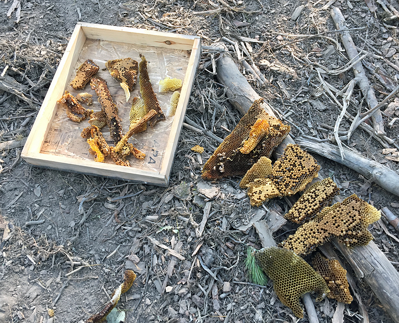 Honeycomb that will be melted and strained to remove the brood, pollen, nectar and any dead bees, resulting in a block of beeswax. (Photo by Holly S. Edwards)