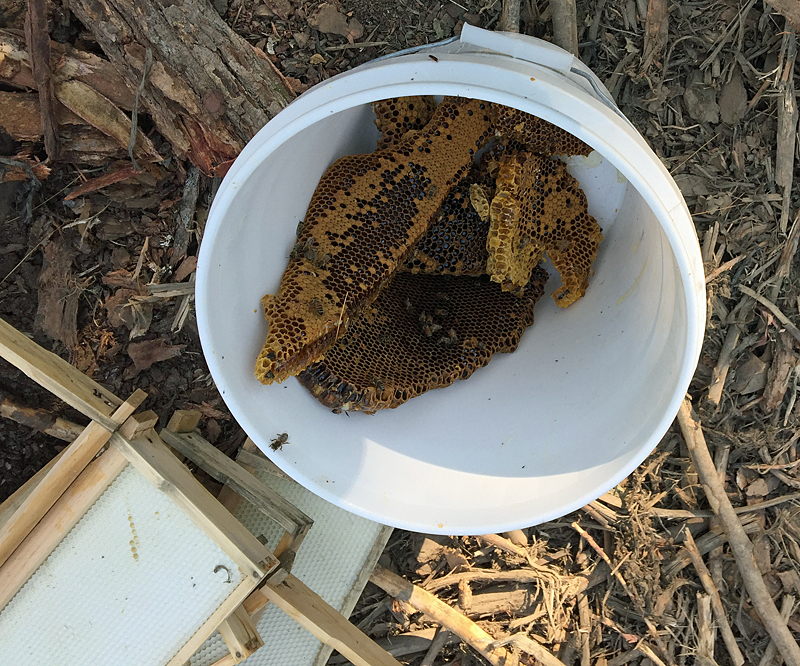 We were able to harvest a small bit of honey from this hive, but most of the honey that was left was not any good for people or the bees, as it was infested with small hive beetle larvae. (Photo by Holly S. Edwards)