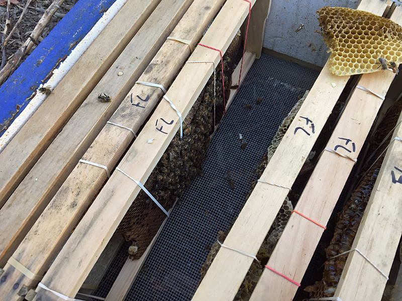 The honeycomb, which has been placed inside the wood frames and banded into place, will eventually be repaired and added to by the bees and connected to the edges of the edges of the frame with beeswax. Then, the bees will chew up the rubber bands and pull them outside the hive, if they can. (Photo by Holly S. Edwards)