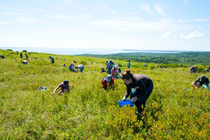 Beech Hill Preserve is allowing folks to pick their own blueberries on Sunday. (Photo courtesy Beech Hill Preserve).
