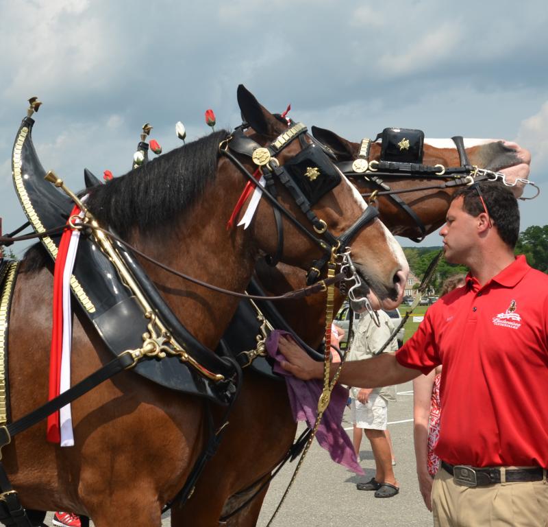 Wiping down the tack and the sweaty horses is a constant task on the road. (Photo by Lynda Clancy)