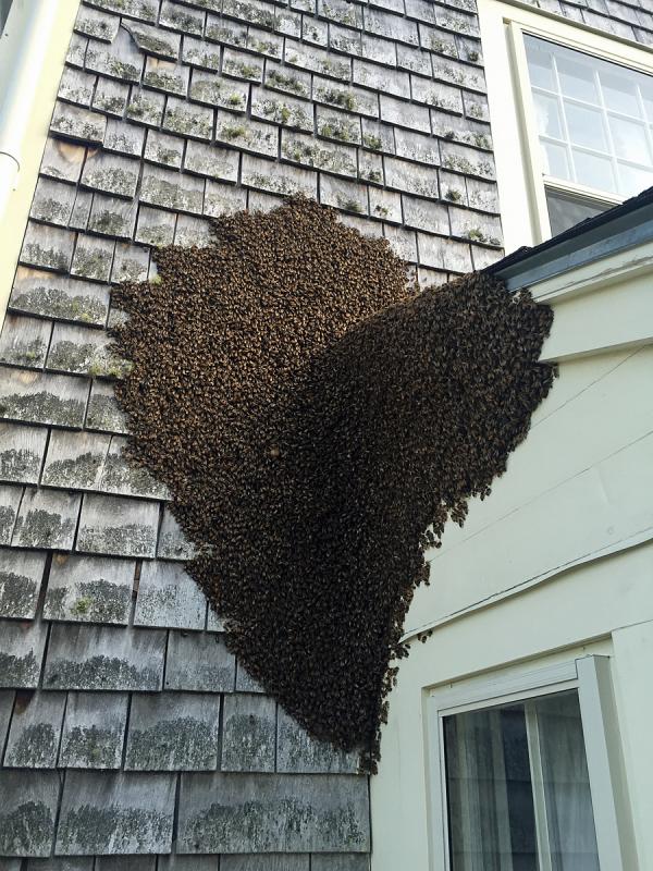 A house swarm of honeybees that Dave Edwards caught earlier this spring. It filled four boxes and made two colonies of bees. (Photo by Dave Edwards)