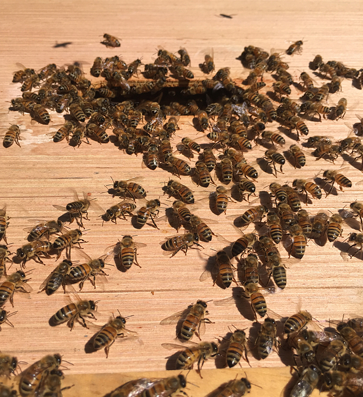 This is what a honeybee march looks like after you successfully catch a swarm or do a cutout of a colony. Sometimes they fly off the next day, but if you are lucky and you have a queen or they really like their new home, they will stay. (Photo by Dave Edwards)