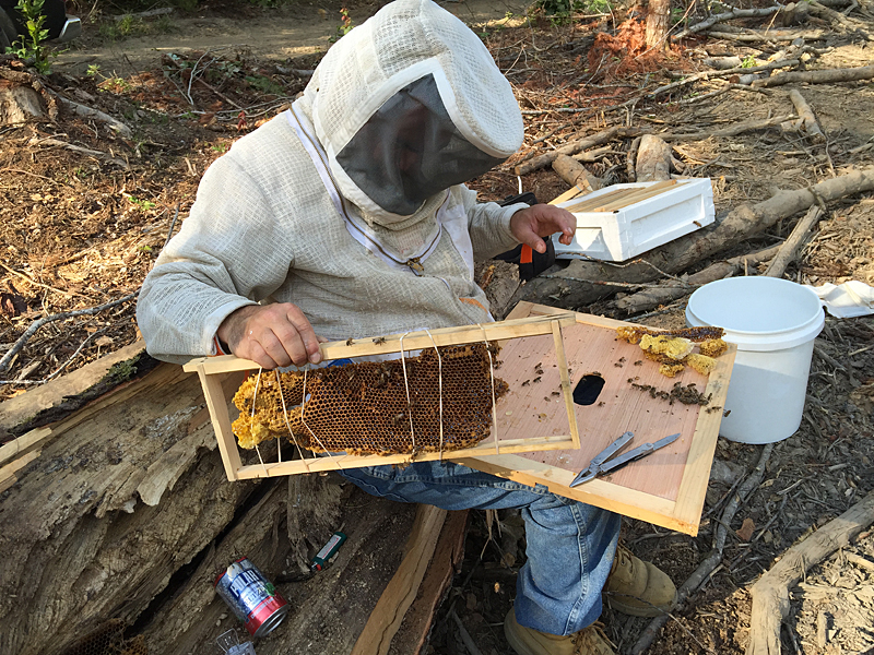 David Edwards places honeycomb inside empty wood frames and secures it with rubber bands. Eventually, the honeybees will add to the comb and secure it to the sides, and then chew up and pull the bits of rubber band out of the hive. (Photo by Holly S. Edwards)