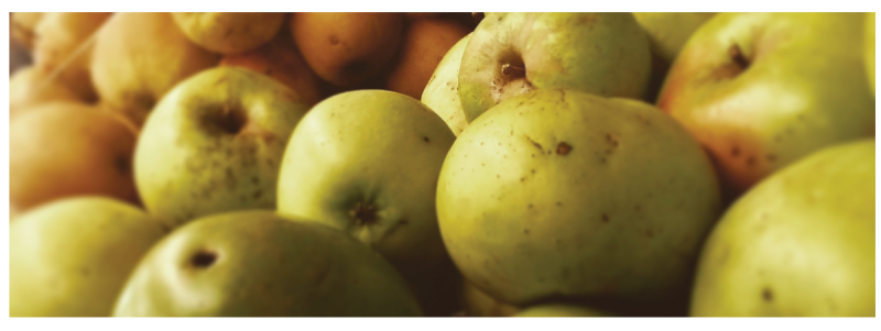 Belfast Community Co-op, history heritage Maine apples