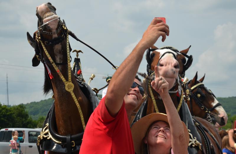 J.J. and Drew are leaders of this team of Budweiser Clydesdales. They know how to handle selfies. (Photo by Lynda Clancy)