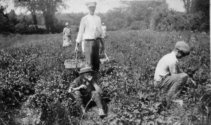 A crew of pickers, probably mostly neighbors, getting in the strawberries at the Calderwood farm, 995 Beach Road, where Joyce Wiley and her Rankin cousins made 3 cents a box.
Photo courtesy Lincolnville Historical Society strawberries