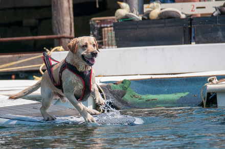 The 2015 World Champion Boatyard Dog: Zephyr of Owls Head. (Photo by Debra Bell/Bell's Furry Friends Photography)