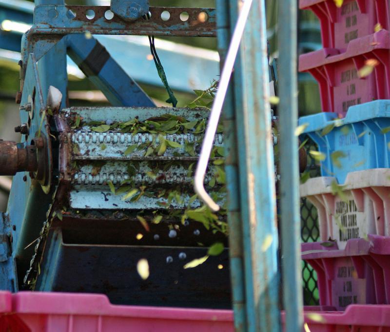 Air pressure not only sends the blueberries up a chute to drop into the trays, it helps clear out larger branches, leaves and insects sucked up during the harvesting process. (Photo by Holly S. Edwards)