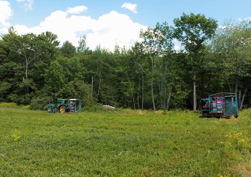 Two of Ridgeberry Farm’s blueberry picking tractors work a field off Route 17 in Hope Friday, harvesting ripe blueberries. (Photo by Holly S. Edwards)