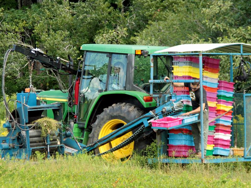 Aaron Smith operates the tractor while Jeff Boudreau monitors the blueberries as they fill the plastic trays. (Photo by Holly S. Edwards)