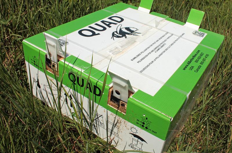 John Boyington buys bumblebees to augment the rented honeybees that pollinate his blueberries. This is the box they come in, and unlike honeybees, bumblebees as a colony don’t overwinter, only the queen does and she burrows underground until spring. (Photo by Holly S. Edwards)