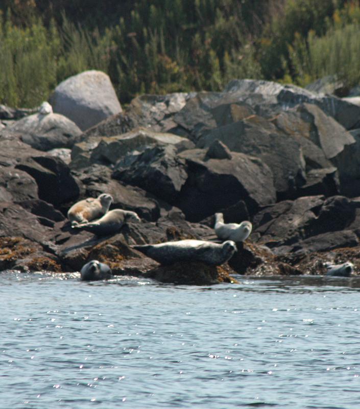A seal pup, still displaying white pup fur, lies on a rock along with juveniles and adults Sunday afternoon. (Photo by Holly S. Edwards)