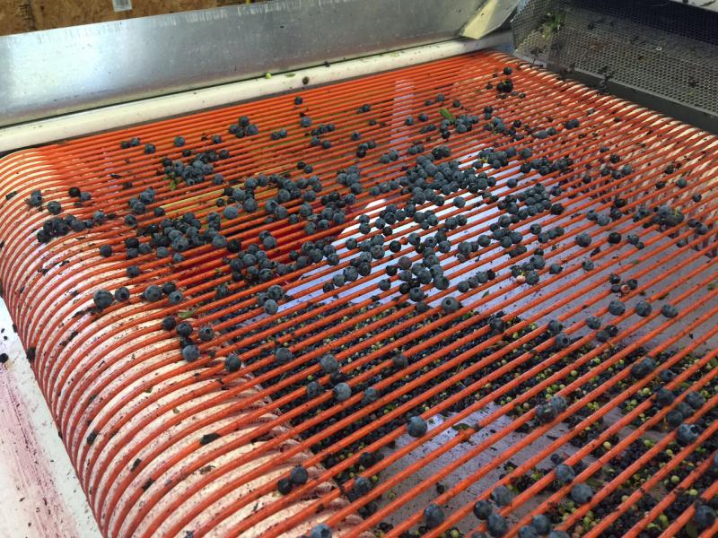 Winnowed blueberries, cleared of nearly all leaves, unripe and very tiny fruit moves to the final conveyor belt for hand picking and viewing. (Photo by Holly S. Edwards)