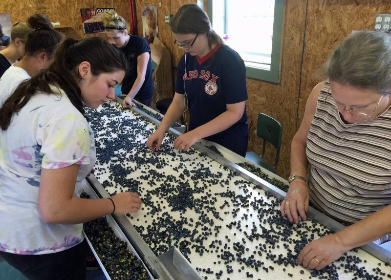 Working the fresh pack picking and packing line July 31 was
Allison Boyington, Libby Smith, Lisette Luce, Abbie Bartlett, Betsy Shaw, Abbie Harrington, Carrie Boyington and Jess Davis. (Photo by Holly S. Edwards)