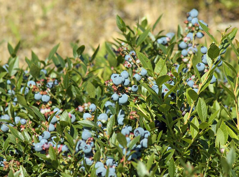 A plethora of Maine wild blueberries cover the plants in this field in Hope July 31. (Photo by Holly S. Edwards)
