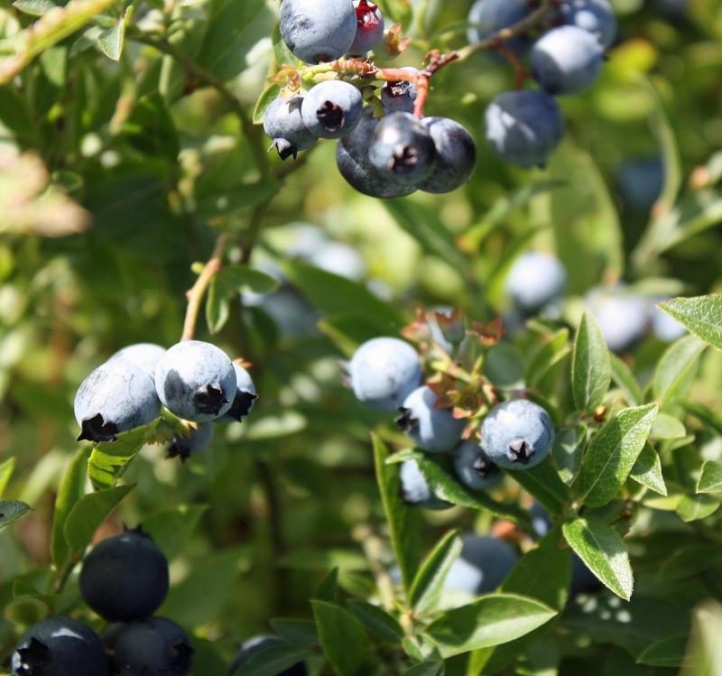 Predictions so far point to another good year for Maine wild blueberries. (Photo by Holly S. Edwards)