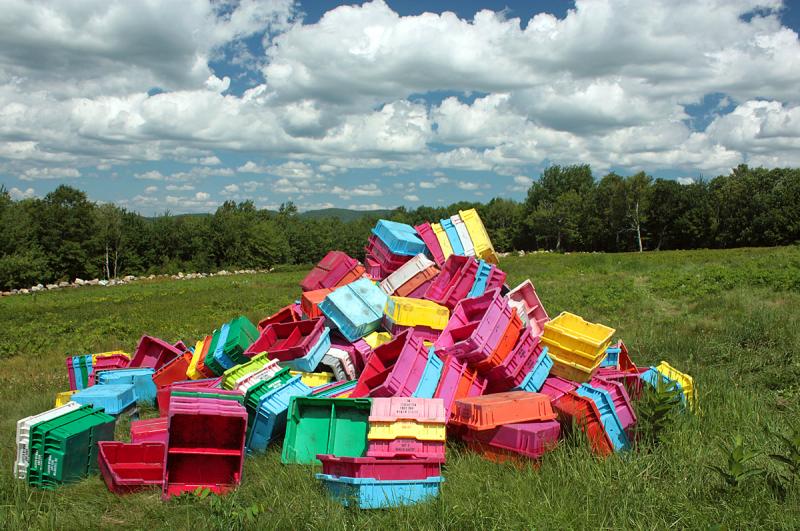 Plastic trays, or totes, stamped with the Wyman’s blueberry processing company, are piled up in a field in Hope Friday waiting to be filled with the day’s crop of harvested fresh wild blueberries. (Photo by Holly S. Edwards)