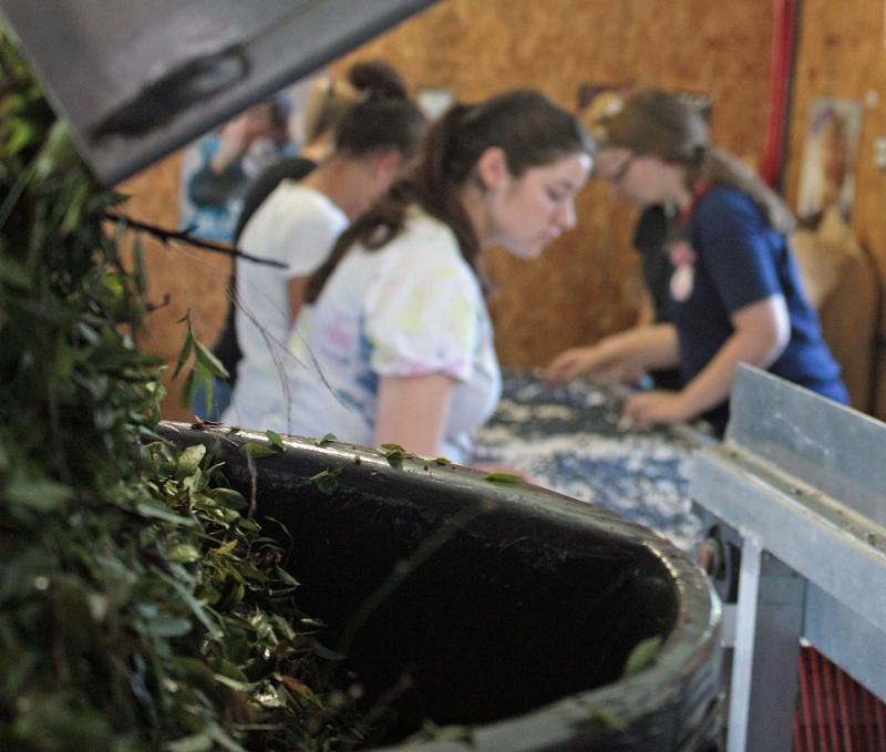 In the foreground, fans and a vacuum work in tangent to winnow leaves, branches, insects and other detritus from the fresh crop of harvested blueberries. (Photo by Holly S. Edwards)