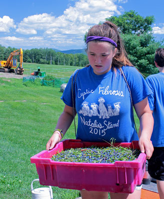 A member of Friday’s blueberry raking crew unloads the day’s harvest at Ridgeberry Farm’s fresh pack operation on Appleton Ridge. (Photo by Holly S. Edwards)