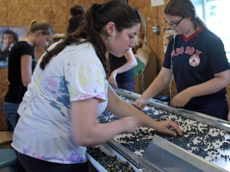 In the foreground, Abbie Bartlett inspects the wild blueberries during the final stage of the Ridgeberry Farm’s fresh pack line, looking for unripe berries, leaves and other detritus before the fruit rolls off the conveyor belt into cardboard containers. (Photo by Holly S. Edwards)